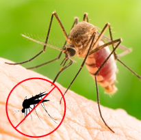 Pest Control Services near you